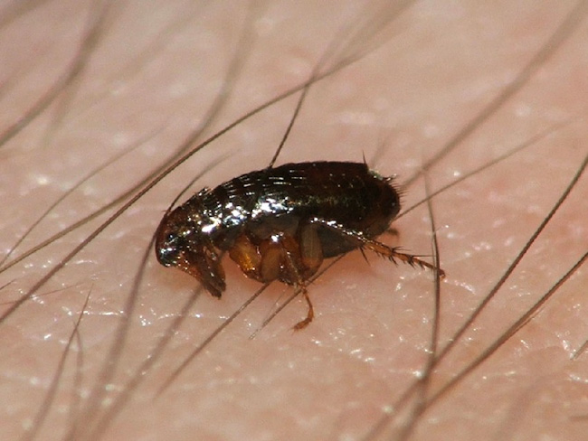 Picture of Flea Bites - WebMD