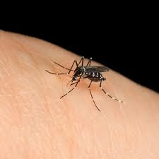 Nasty Flea Bites on Humans - An introduction