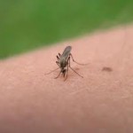 Dangerous Flea Bites - Did you protect your kids?