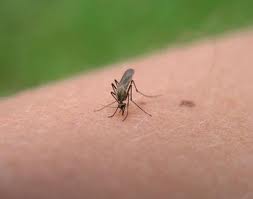 Dangerous Flea Bites - Did you protect your kids?
