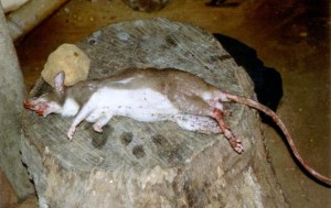 Dead Rat