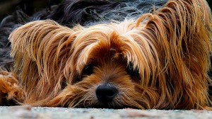 Long haired dogs with fleas