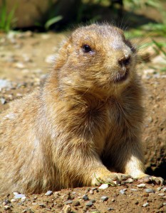 Prairie Dog