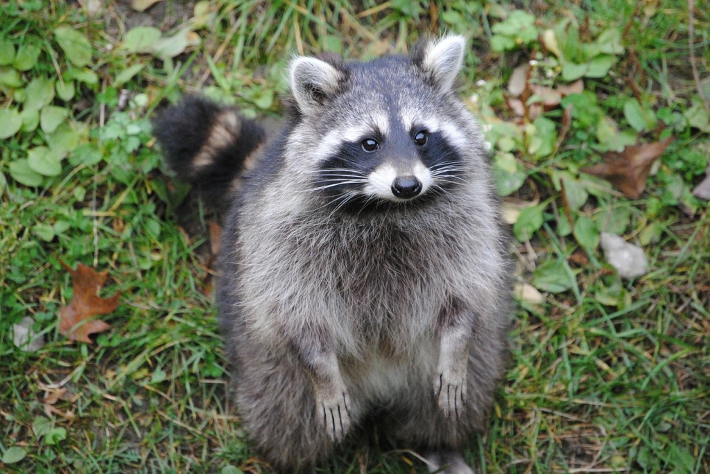 Raccoon 