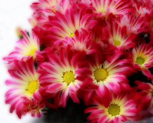 Chrysanthemums