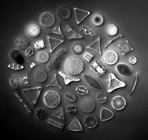 50 Diatome species