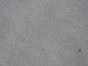 Fleas on white carpet