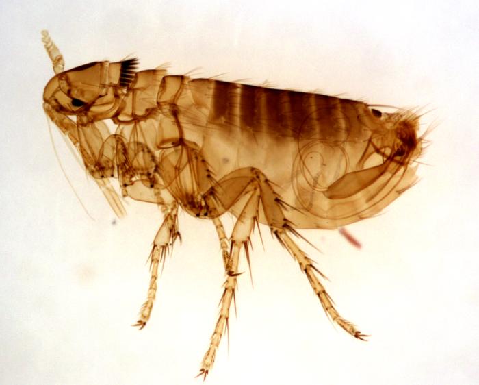 Adult male Oropsylla Montana flea: photo by kat m research.