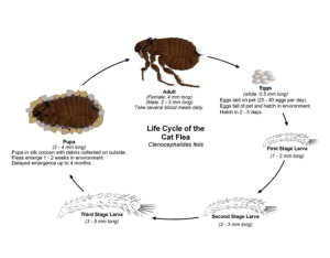 flea-lifecycle