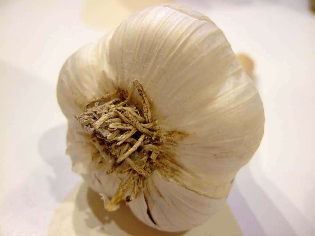 garlic-bulb-01