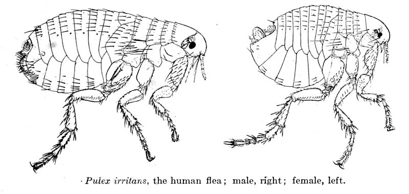 human-flea-01