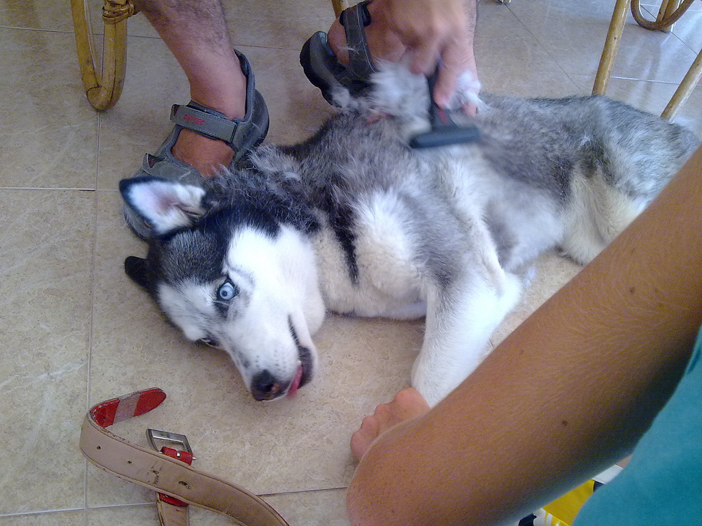 Dog being brushed by a flea comb: photo by Lablascovegmenu.
