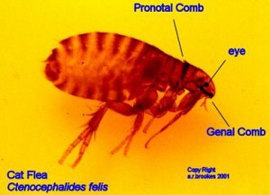 Catflea2