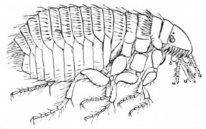 Fleas prefer hot, humid environments.