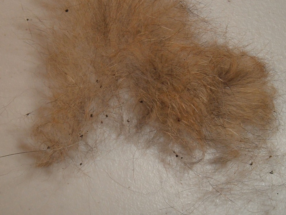 What Is Flea Dirt Flea Bites If You ve Done Any Research Into Fleas 